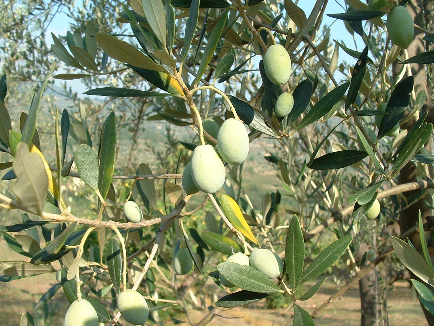Olivi di Carmignano