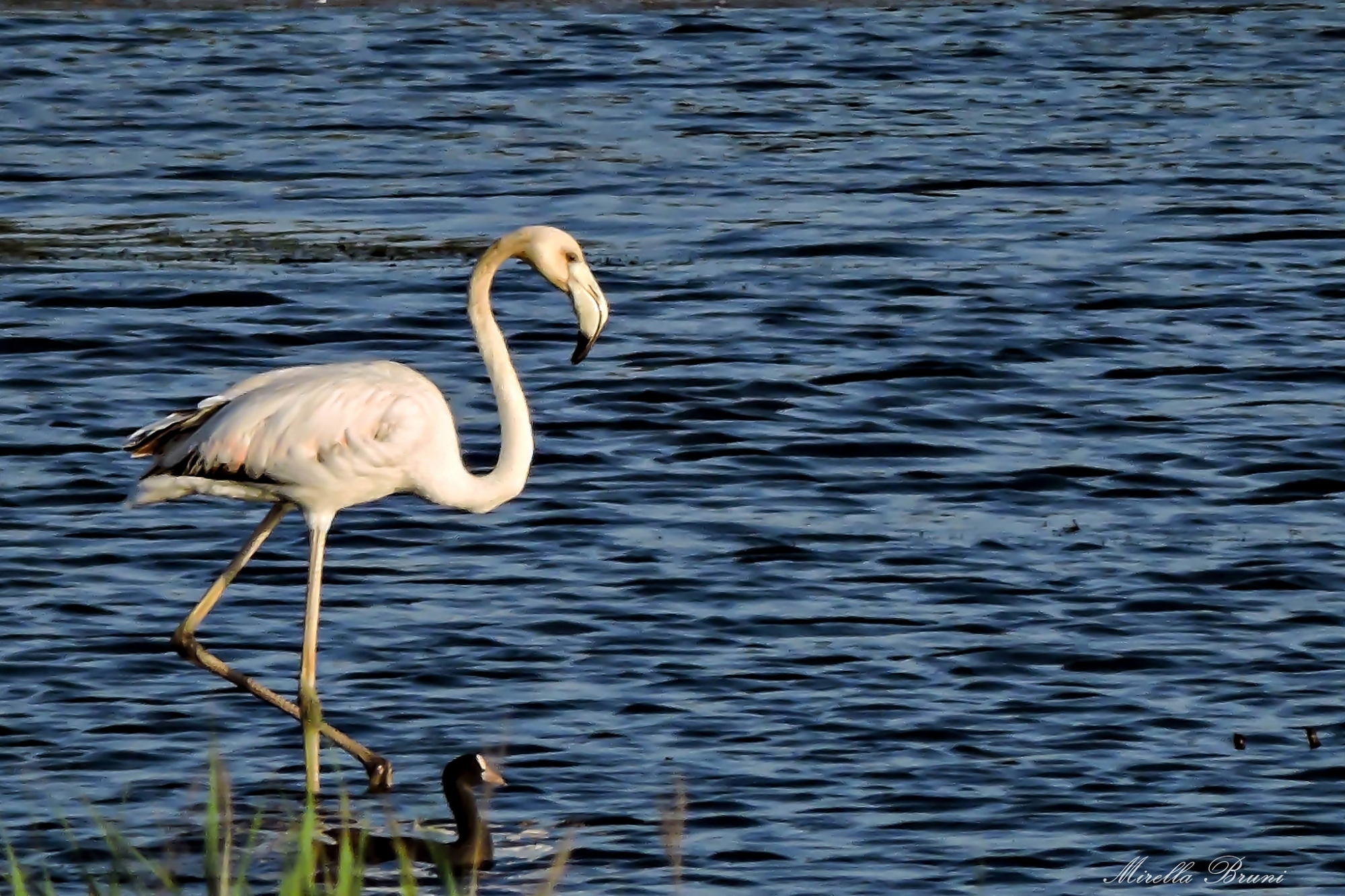 Flamingo in der Oase Bottagone